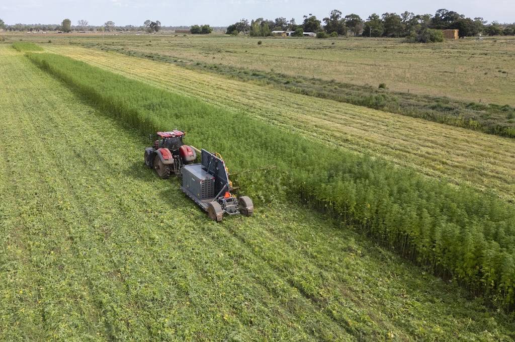 Murray Industrial Hemp | 27 Thule St, Barham NSW 2732, Australia | Phone: 0429 144 743
