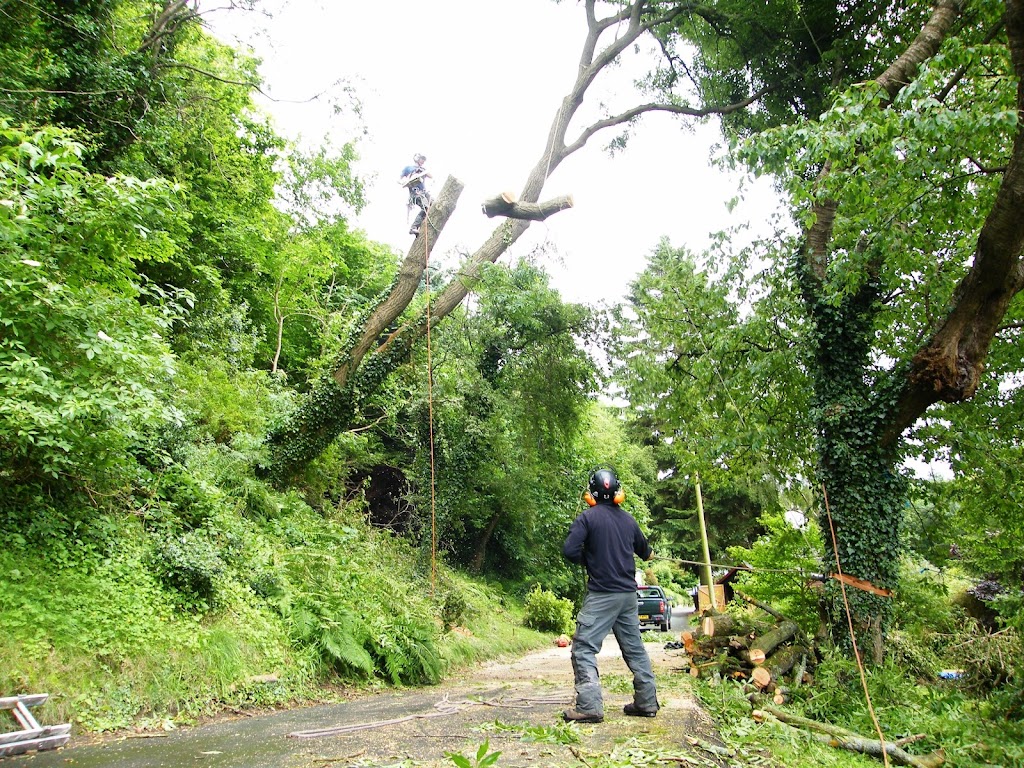 Frontier Tree Care | 19 Anne Rd, Woodend VIC 3442, Australia | Phone: 0456 207 273