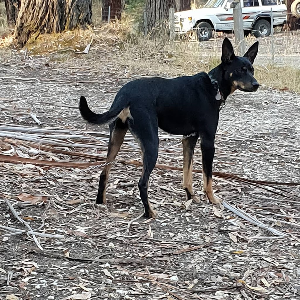 Slaty Creek Campground 1 | campground | Petticoat Link Track, Cabbage Tree VIC 3889, Australia