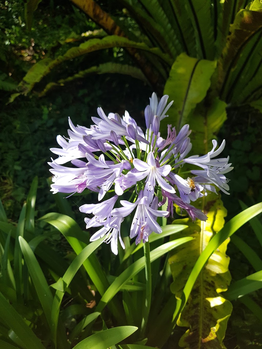 Area B1 - Duck Pond Area | Kareena Rd Lower Car Park, Caringbah South NSW 2229, Australia