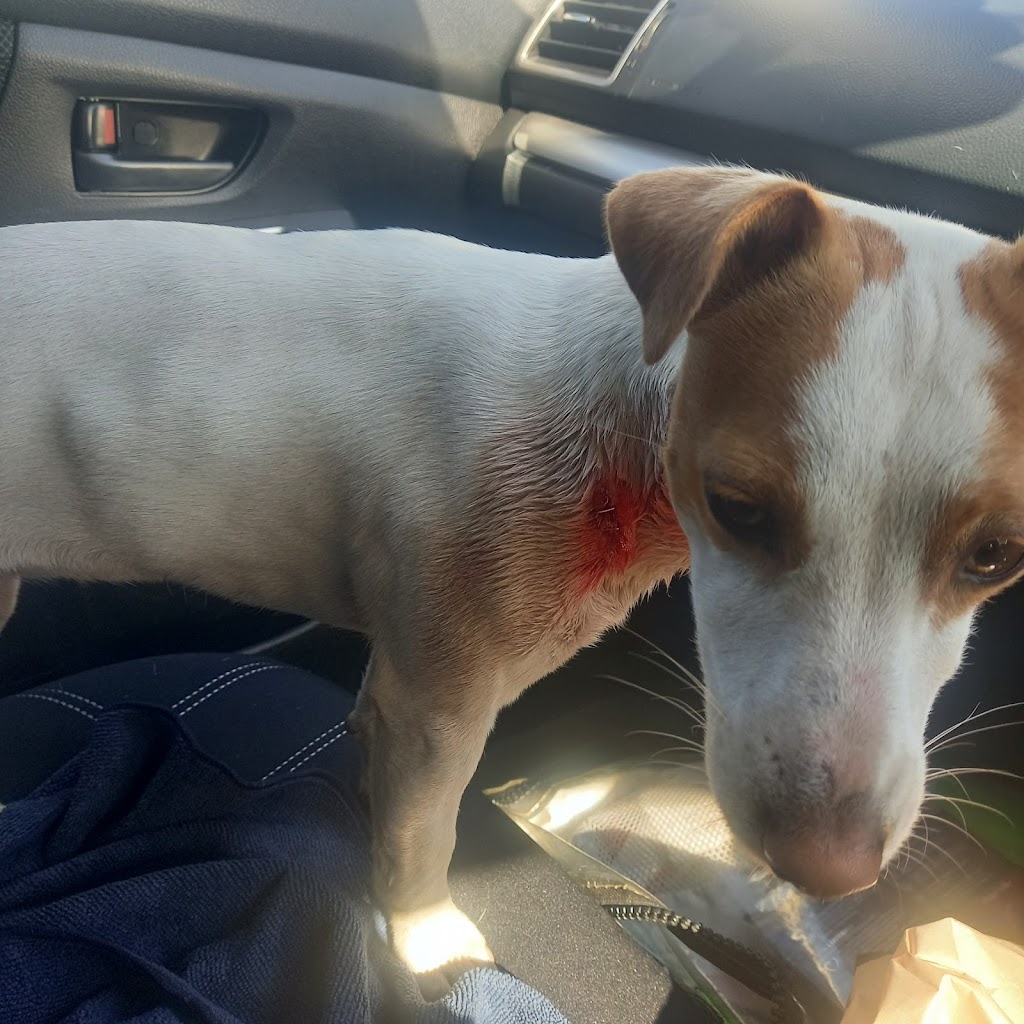 Clermont Veterinary Surgery | 29 Laglan Rd, Clermont QLD 4721, Australia | Phone: (07) 4983 1172