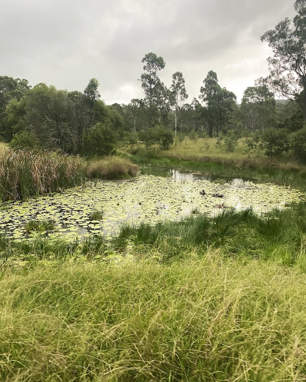 Ironbark | 114 Rileys Rd, Limeburners Creek NSW 2324, Australia | Phone: 0404 032 774