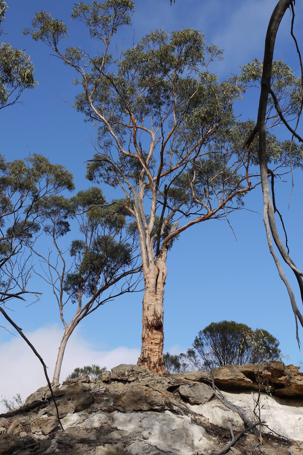 Chiddarcooping Nature Reserve Sign | Morrison Rd, Warralakin WA 6421, Australia