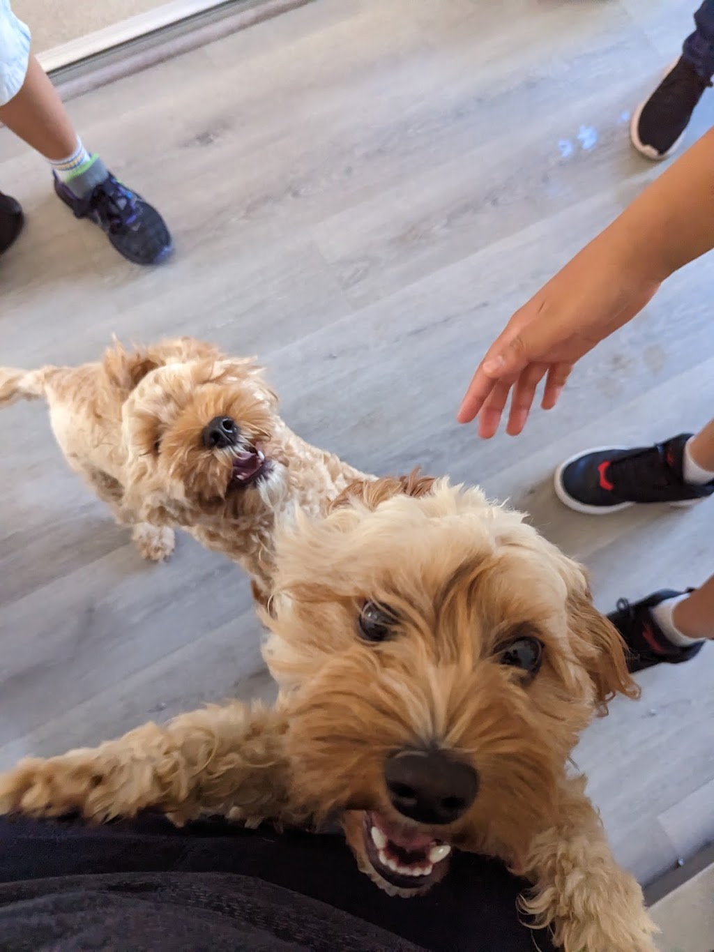Happy Little Howlers | 23a Luland St, Botany NSW 2019, Australia | Phone: 0452 661 046