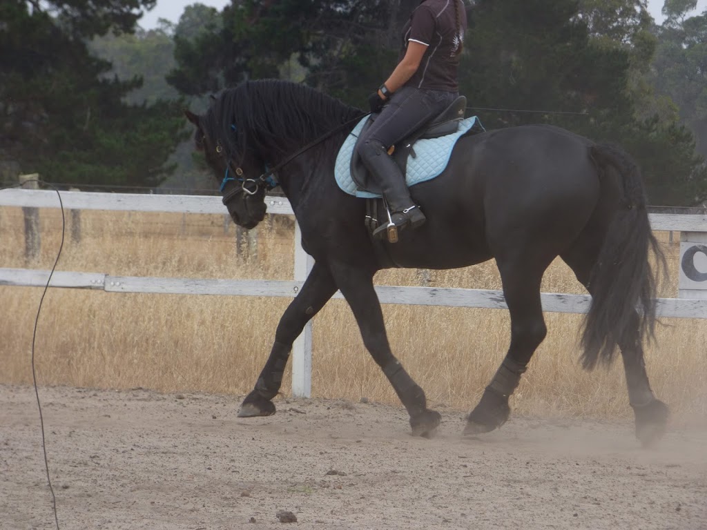 Antyk Equestrian Service | 1498 Greenbushes-Boyup Brook Rd, Catterick WA 6255, Australia | Phone: 0407 427 536