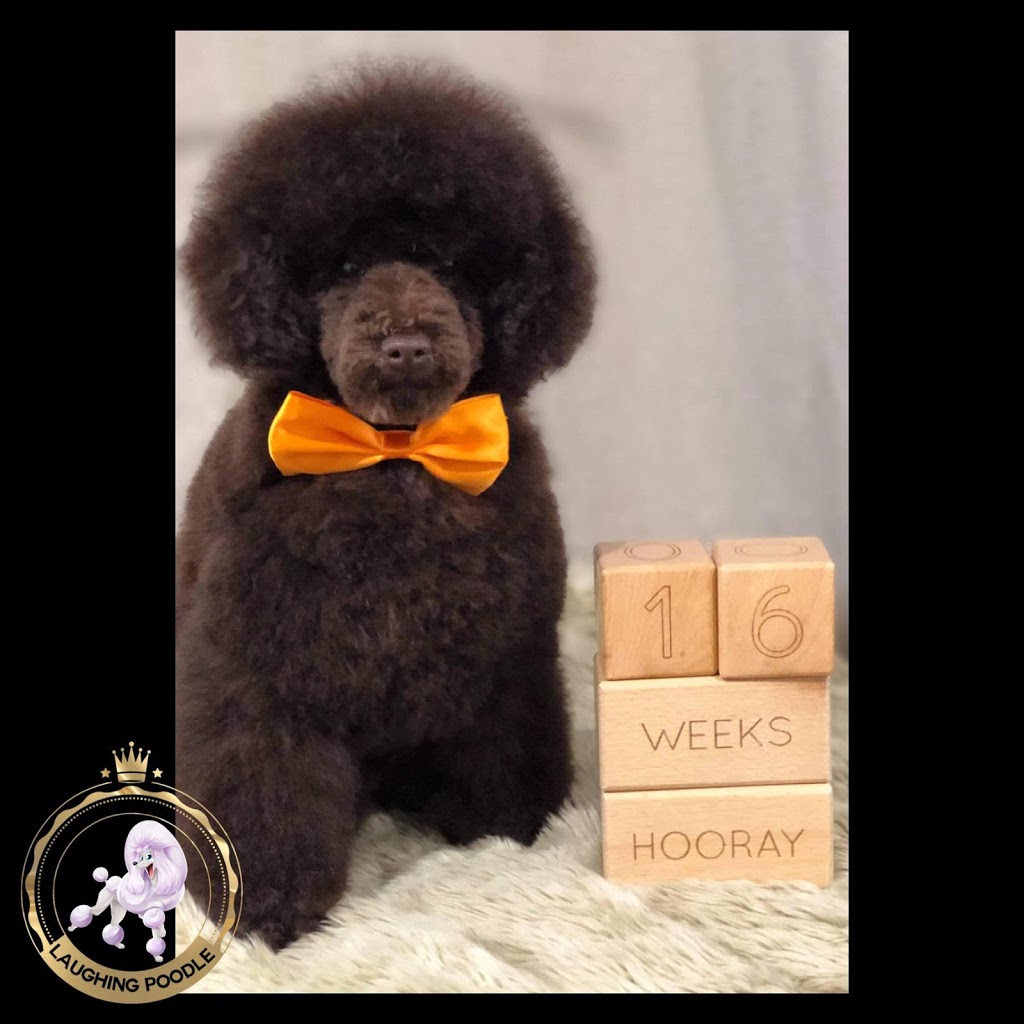 Laughing Poodle |  | 11 Diosma Dr, Coromandel Valley SA 5051, Australia | 0490052434 OR +61 490 052 434