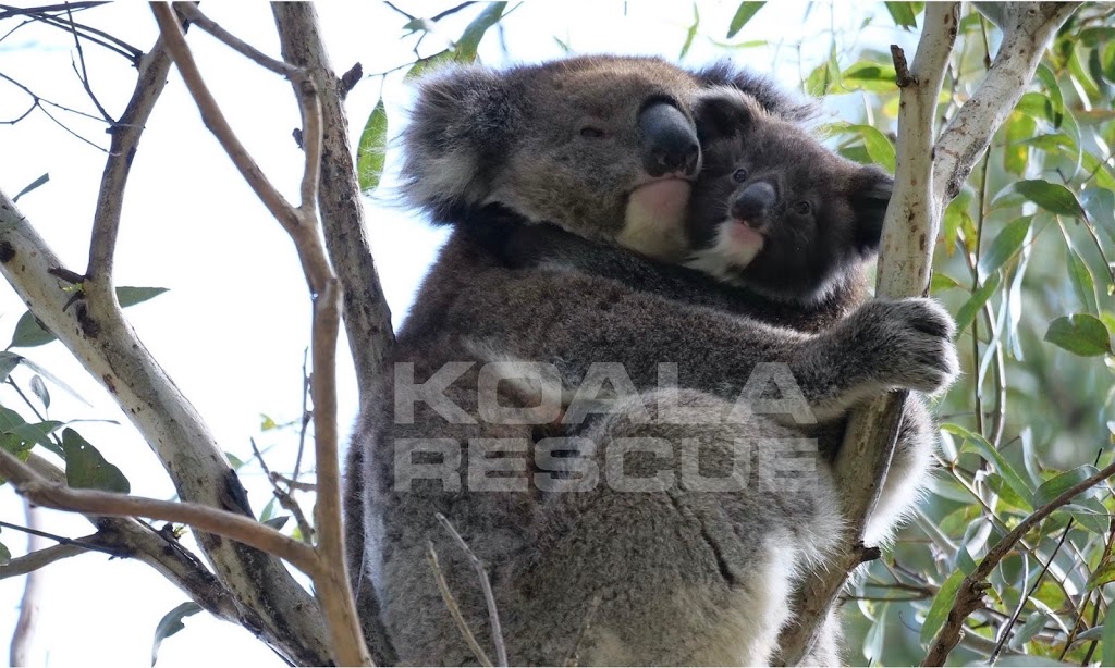 KOALA RESCUE | Uley Rd, Craigmore SA 5114, Australia | Phone: 0474 737 283