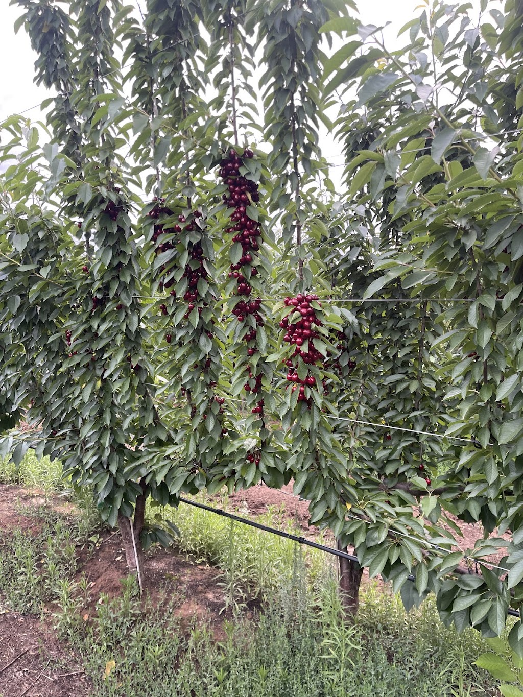 Eren’s Fresh Produce | 990 Craven Rd, Toolamba West VIC 3614, Australia | Phone: 0408 066 321 Eren’s Fresh Produce | 990 Craven Rd, Toolamba West VIC 3614, Australia | Phone: 0408 066 321