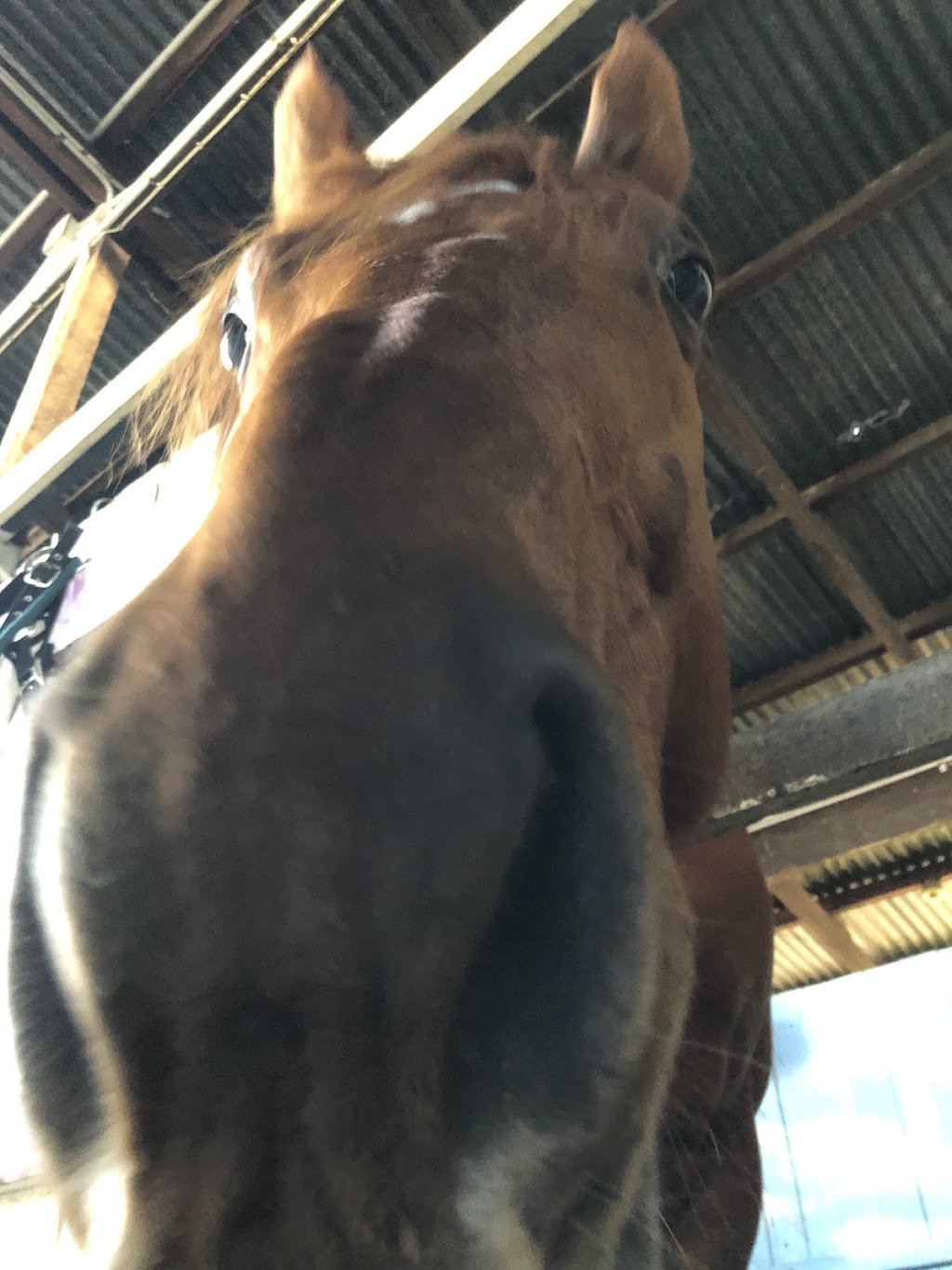 Exhibition Equestrian Centre | 461 Rosewood Laidley Rd, Lanefield QLD 4340, Australia | Phone: 0481 725 789