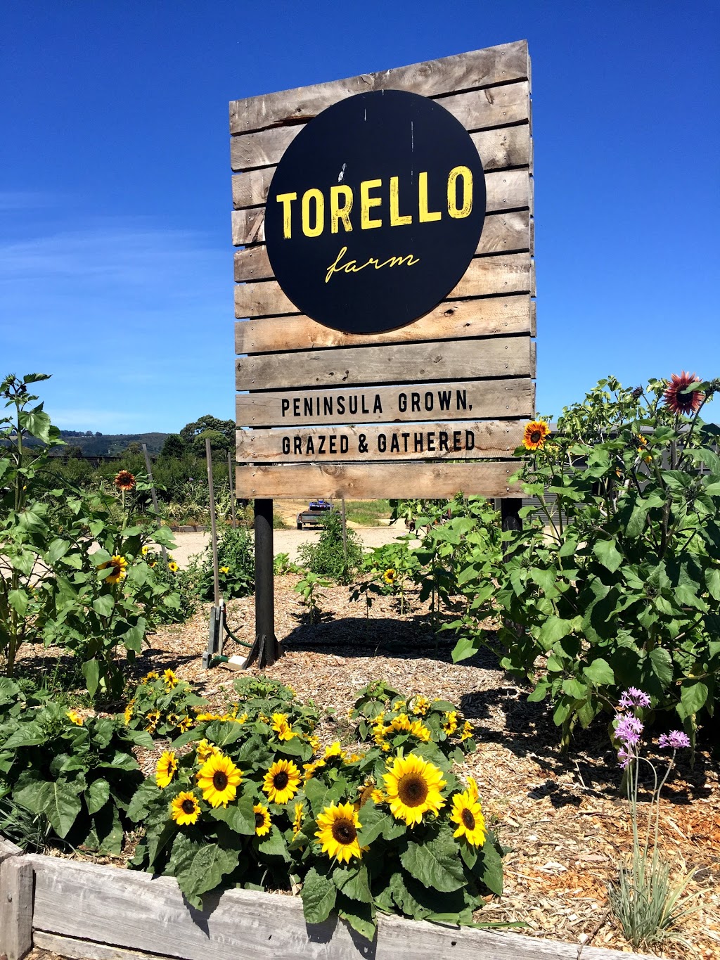 Torello Farm | 410 White Hill Rd, Dromana VIC 3936, Australia | Phone: (03) 5981 0335