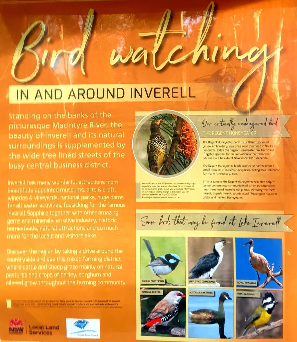 Bird Watchers Inverell & District | park | Lake Inverell Dr, Inverell NSW 2360, Australia | 0267288161 OR +61 2 6728 8161