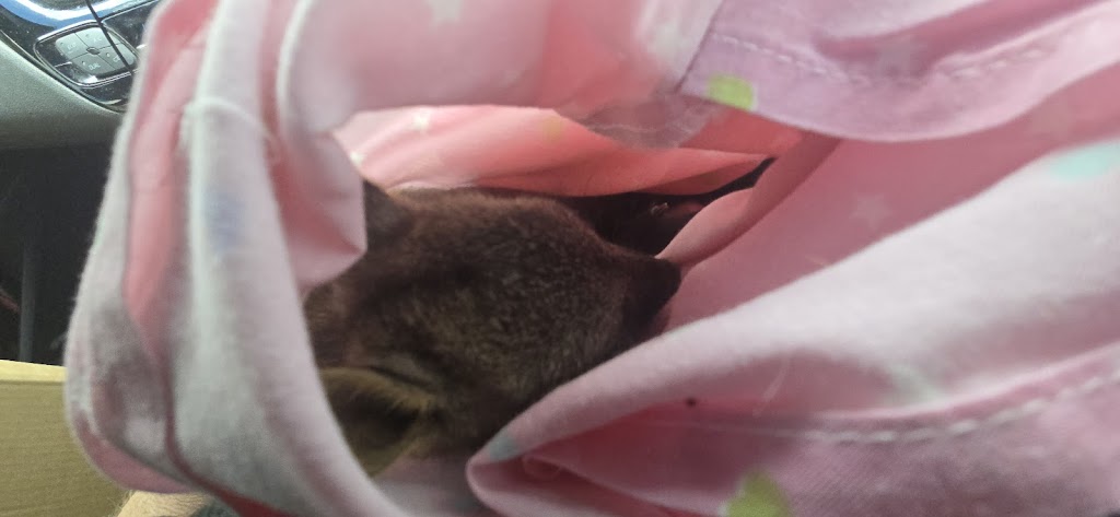 Northern Rivers Wildlife Hospital | 50 Lindendale Rd, Wollongbar NSW 2477, Australia | Phone: (02) 5657 9447