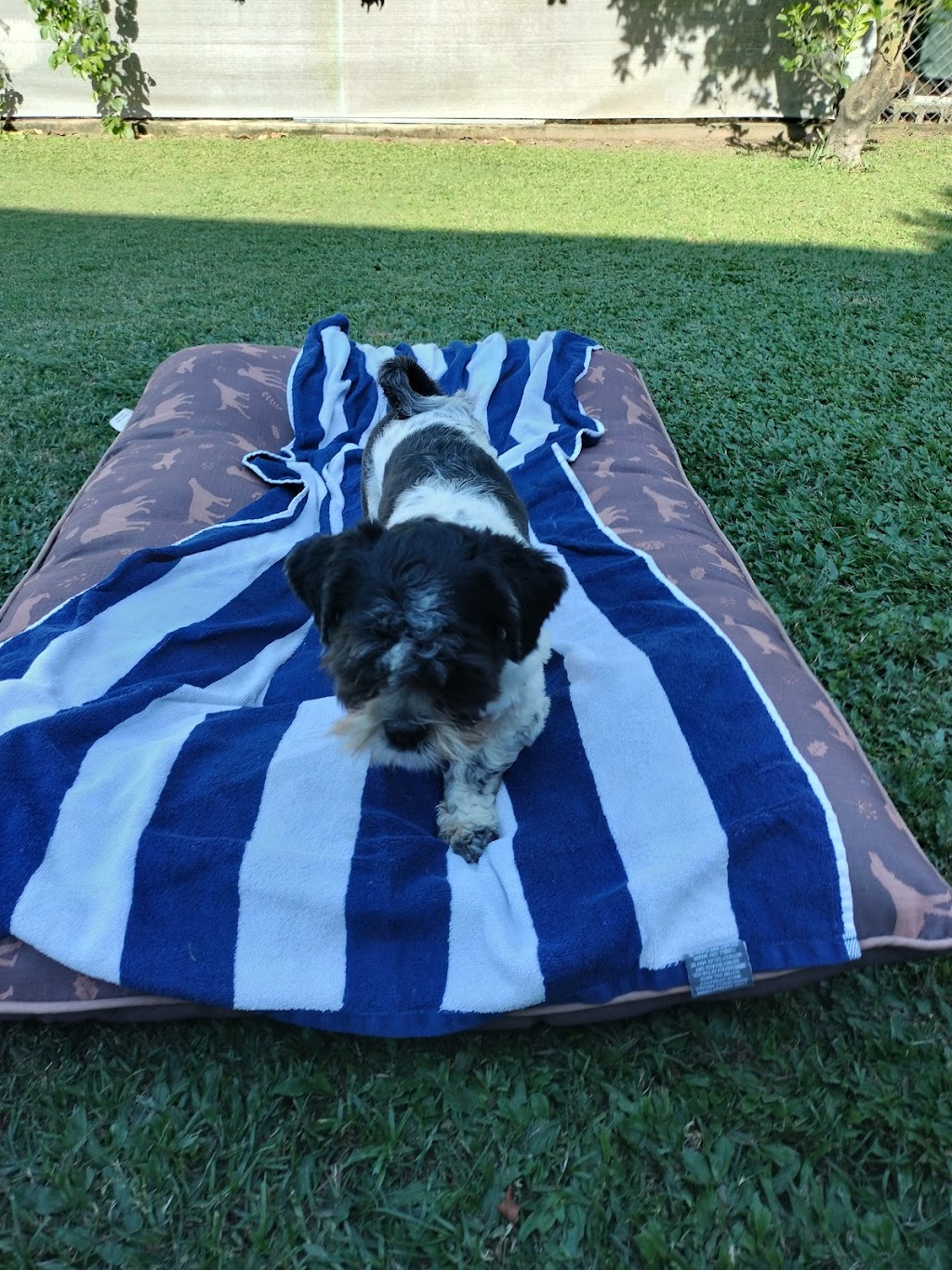 Little dog sitting Home away from home | Woogaroo St, Goodna QLD 4300, Australia | Phone: 0428 992 240