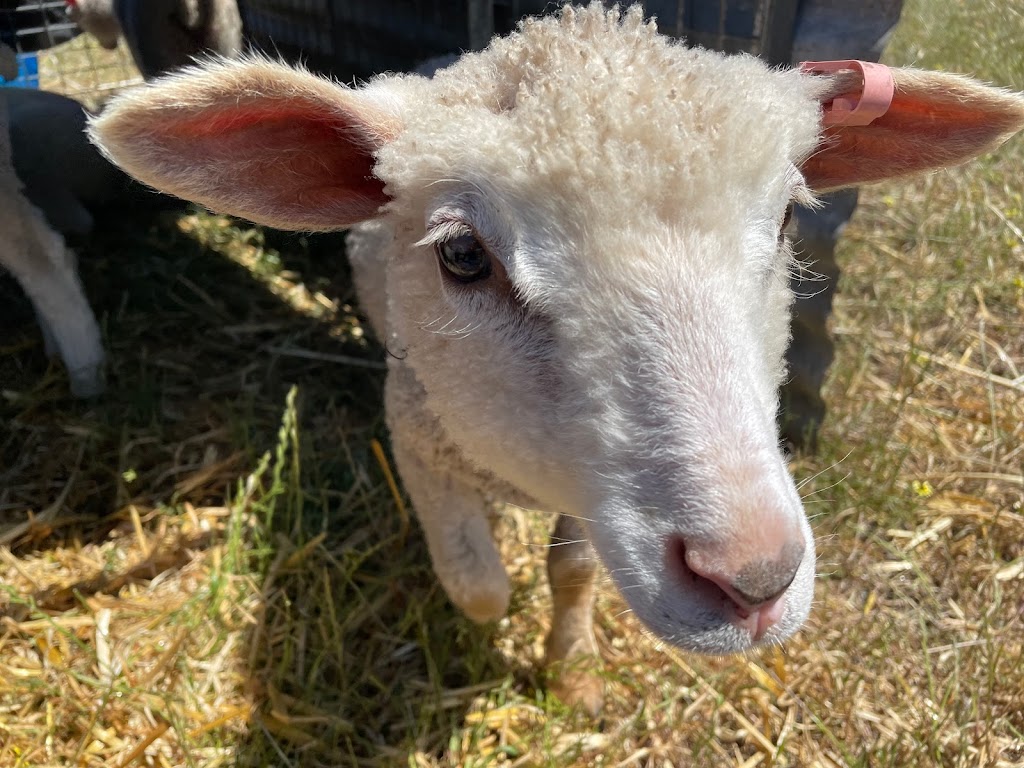 Goorambat Lamb Orphanage | 116 Benalla-Tocumwal Rd, Goorambat VIC 3725, Australia | Phone: 0484 831 411