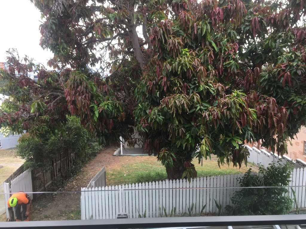 Colourful Tree Lopping & Stump Grinding | 44A Oyster Point Esplanade, Scarborough QLD 4020, Australia | Phone: 0418 988 966