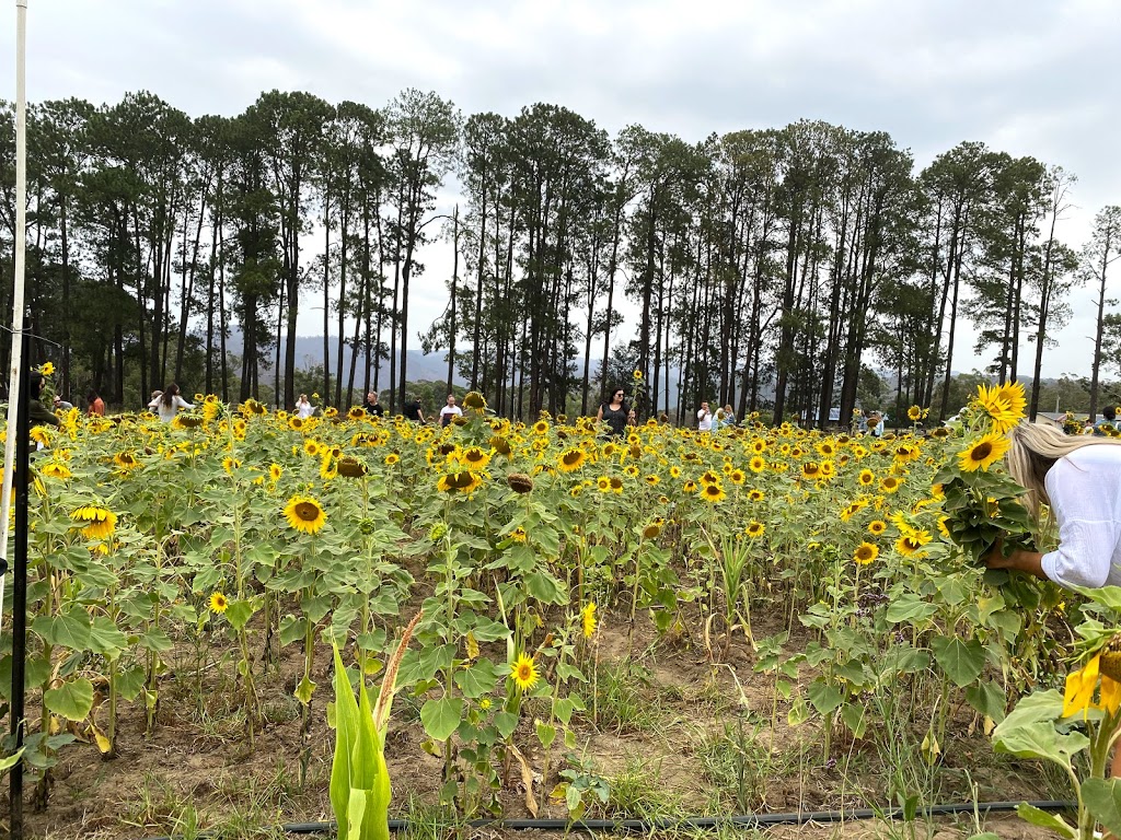 Edens Edibles | 10 Pembertons Hill Rd, Mangrove Mountain NSW 2250, Australia | Phone: 0451 141 287