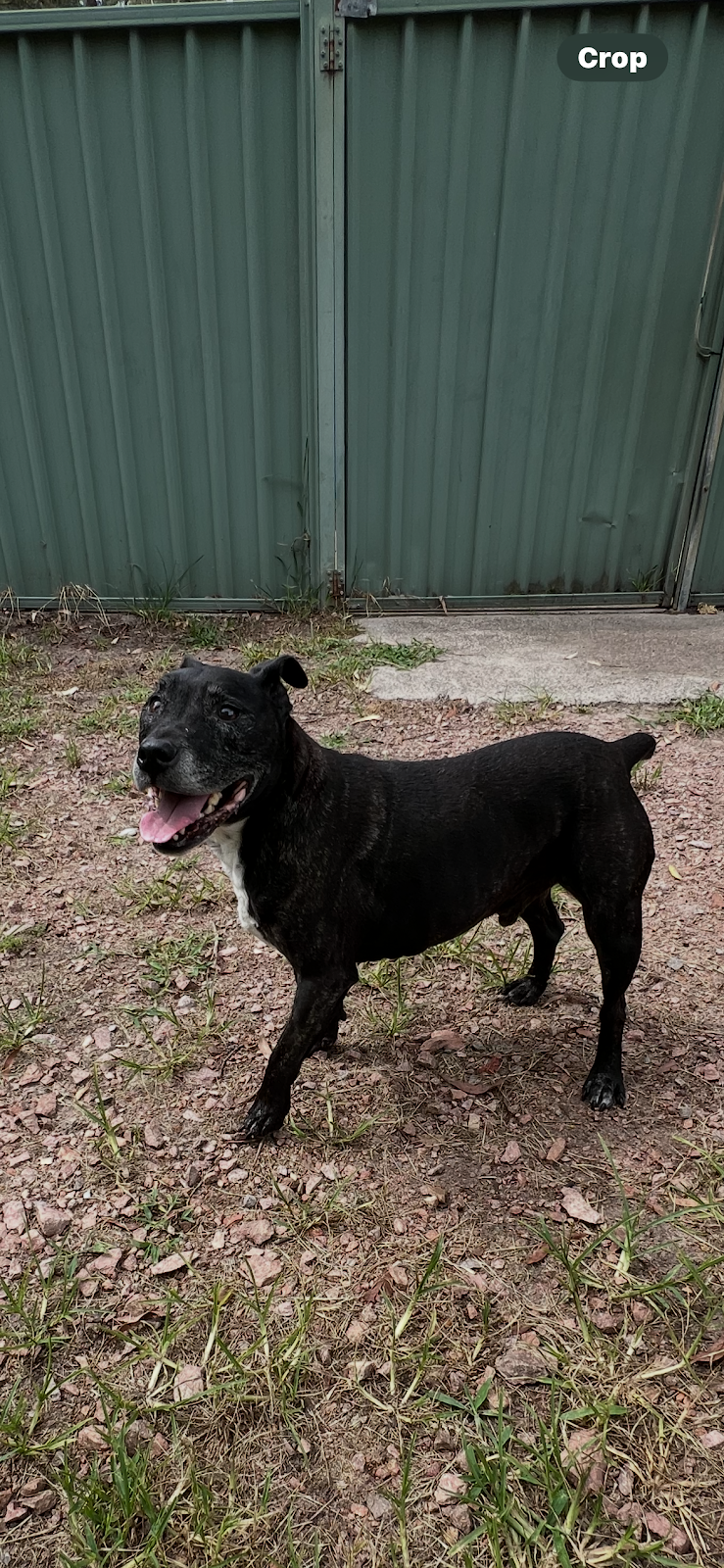 Cejs boarding kennels and cattery | 3409 Nelson Bay Rd, Bobs Farm NSW 2316, Australia | Phone: 0434 230 292
