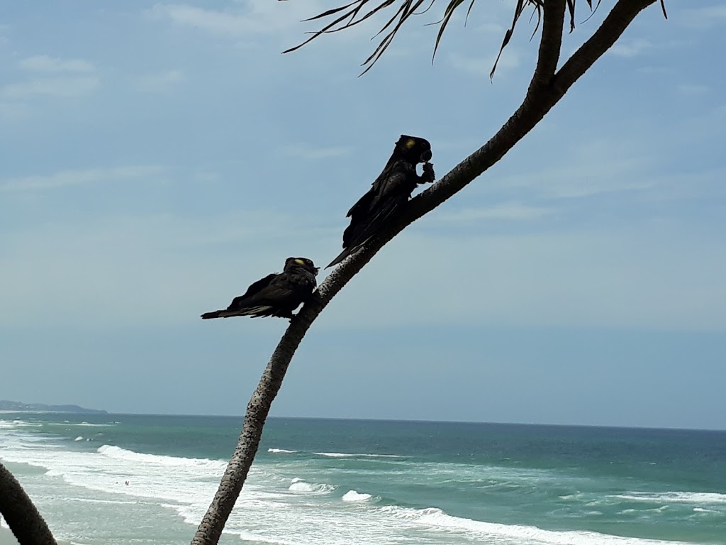 Pandanus Coolum Beach | David Low Way, Coolum Beach QLD 4573, Australia | Phone: (07) 5446 3905