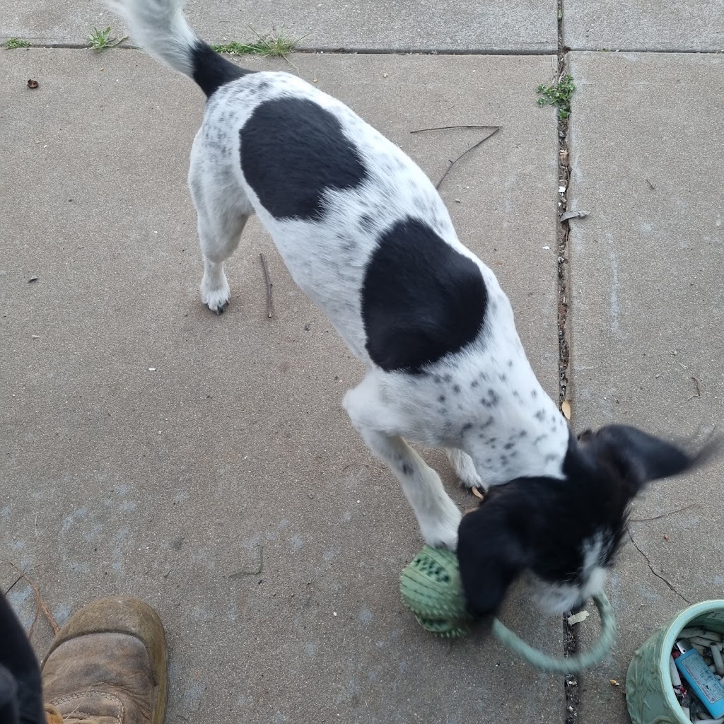 cobram canine spa | 3697 Murray Valley Hwy, Cobram VIC 3644, Australia | Phone: 0408 371 711