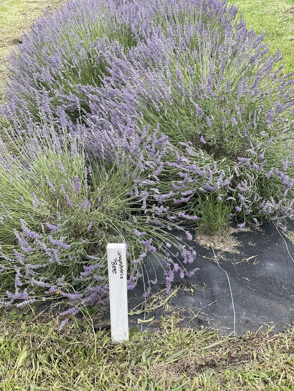 Glenvalley Lavender | 675 Traralgon-Maffra Rd, Glengarry VIC 3854, Australia | Phone: 0401 317 635