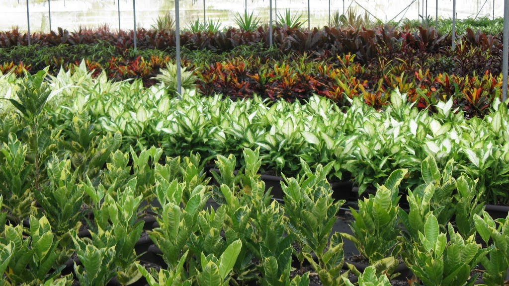 Hervey Bay Nurseries | 101-135 Toogoom Rd, Toogoom QLD 4655, Australia | Phone: (07) 4128 0624