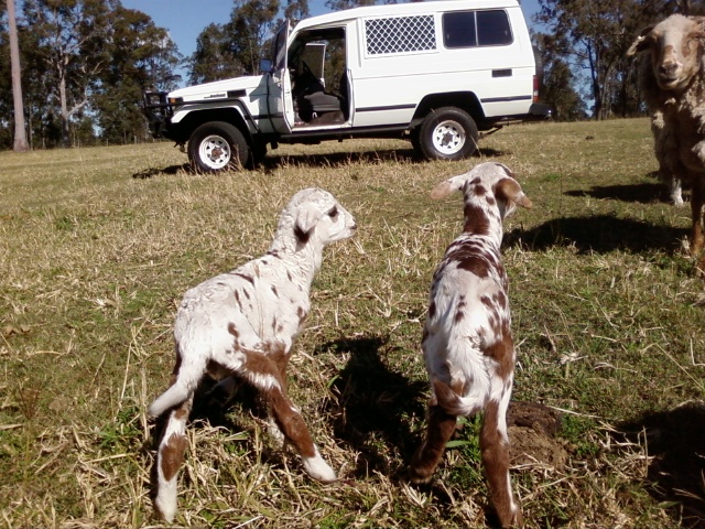 Bishop Grove Vineyard | food | 880 Old Maitland Rd, Bishops Bridge NSW 2326, Australia | 0249304698 OR +61 2 4930 4698