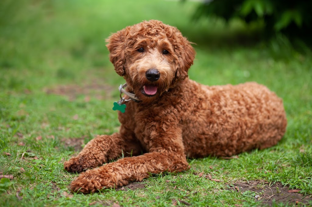 Dream Dogz Positive Training West | 51 Westleigh Dr, Werribee VIC 3030, Australia | Phone: 0426 613 835