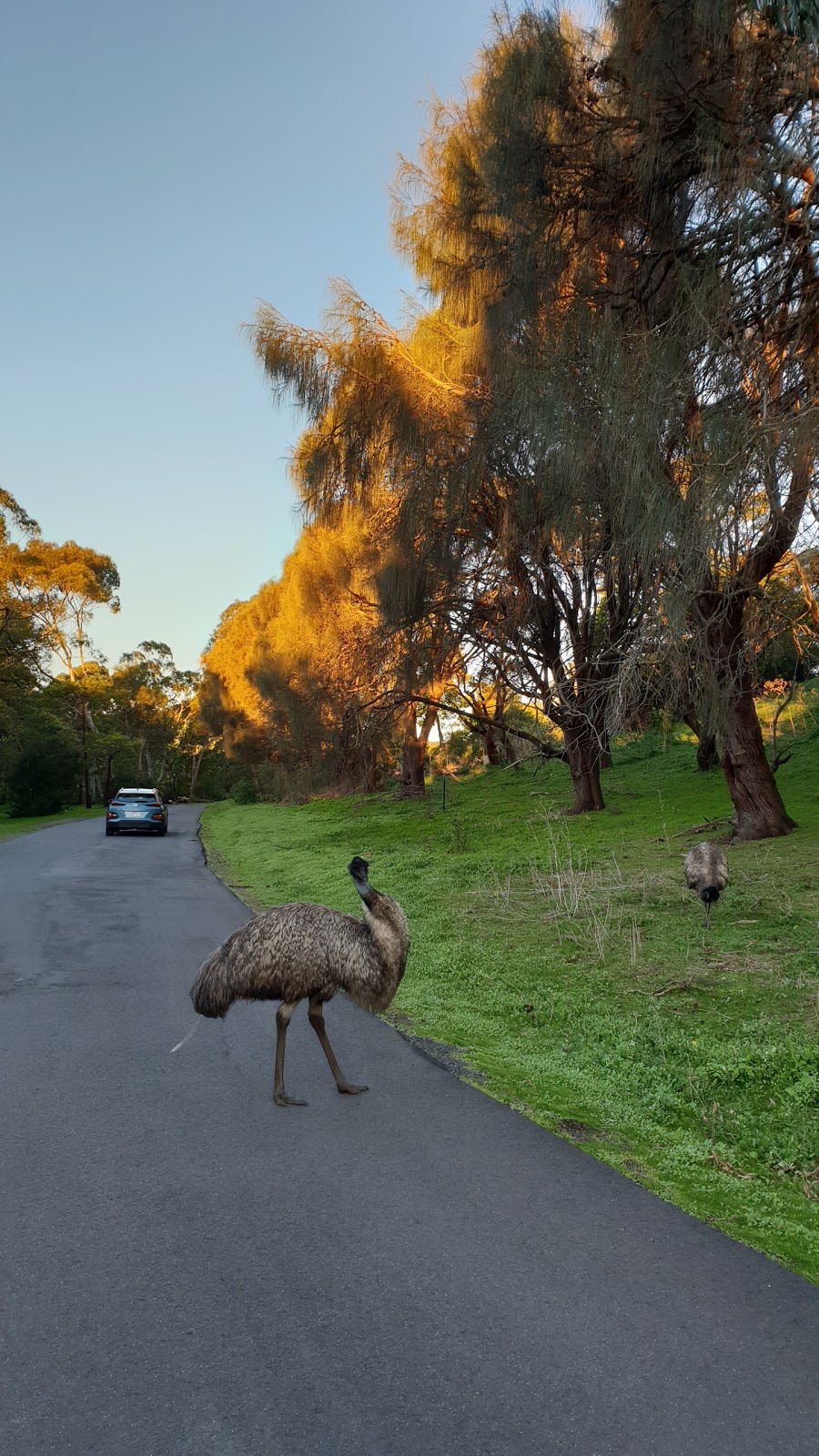 Tower Hill Park Boundary | Entrance Rd, Tower Hill VIC 3283, Australia