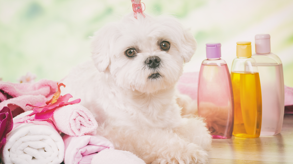Pooch Perfect Groomer |  | Sydney St, Bayview Heights QLD 4868, Australia | 0438313705 OR +61 438 313 705