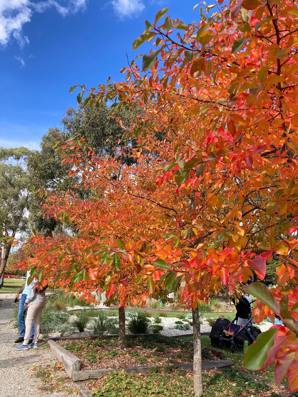 Viewfield Garden | 651 Mount Macedon Rd, Mount Macedon VIC 3441, Australia | Phone: 0412 180 388