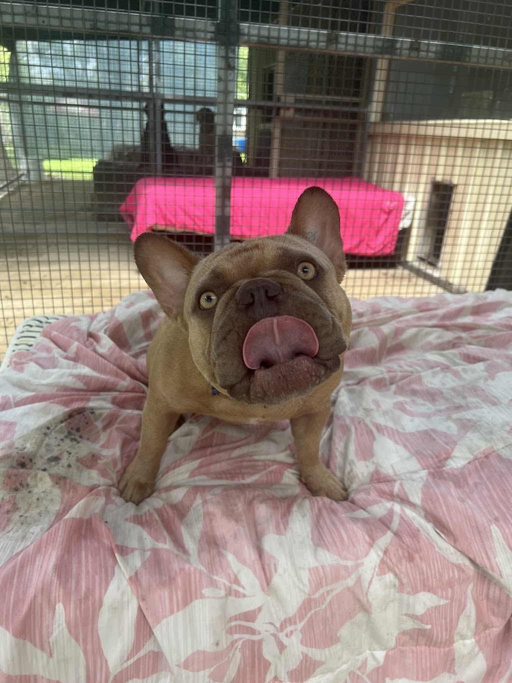 Twin Pine Pet Resort | 2989 Mackay Eungella Rd, Benholme QLD 4754, Australia | Phone: 0466 816 360