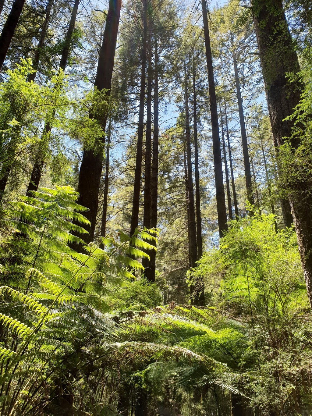 Redwood Forest | park | Cement Creek Rd, East Warburton VIC 3799, Australia | 0359669600 OR +61 3 5966 9600