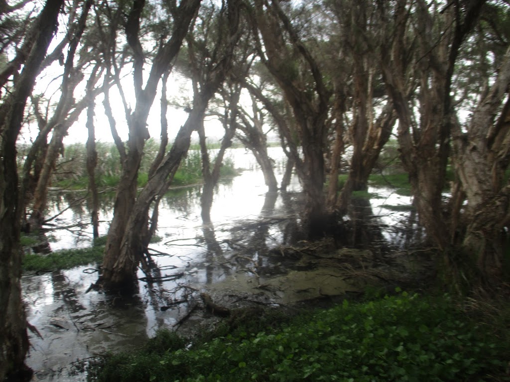 Powis Lake | park | Herdsman WA 6017, Australia