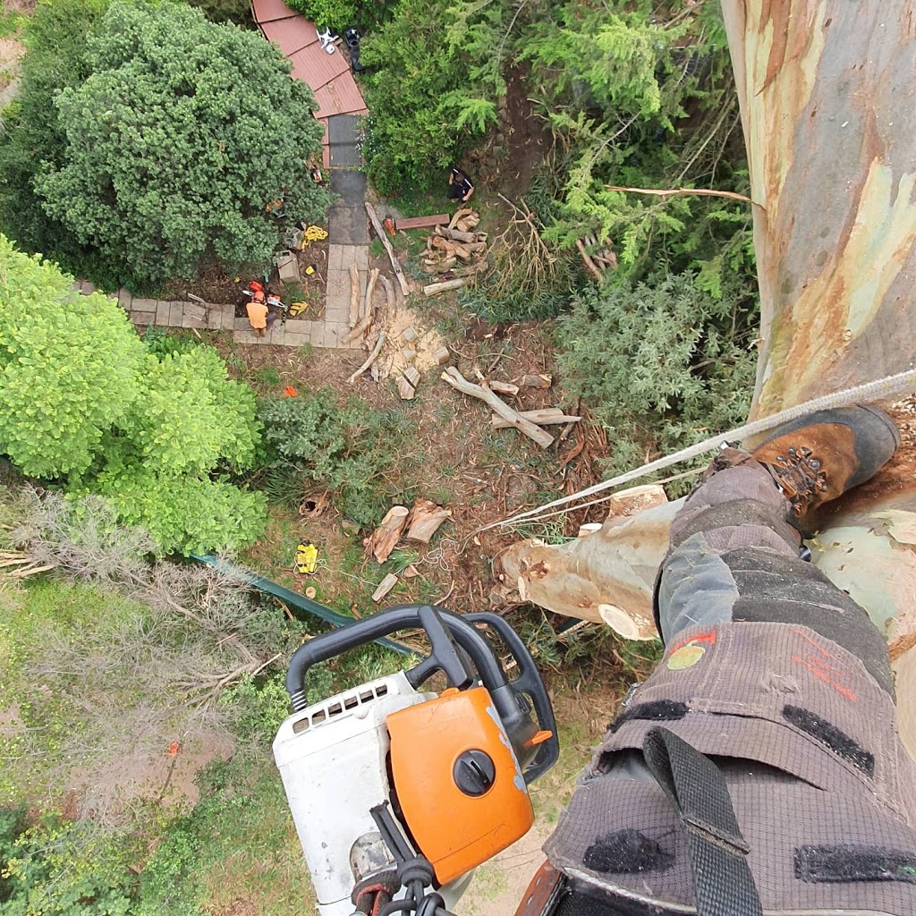 Precise Tree Services pty Ltd. | Kew, Kew East VIC 3102, Australia | Phone: 0499 440 084