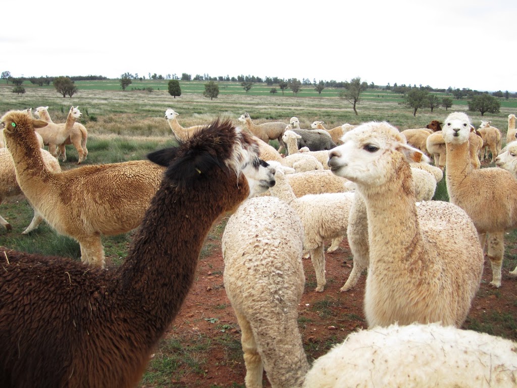 Signature Alpacas Condobolin |  | Grassmere Rd, Condobolin NSW 2877, Australia | 0447957665 OR +61 447 957 665