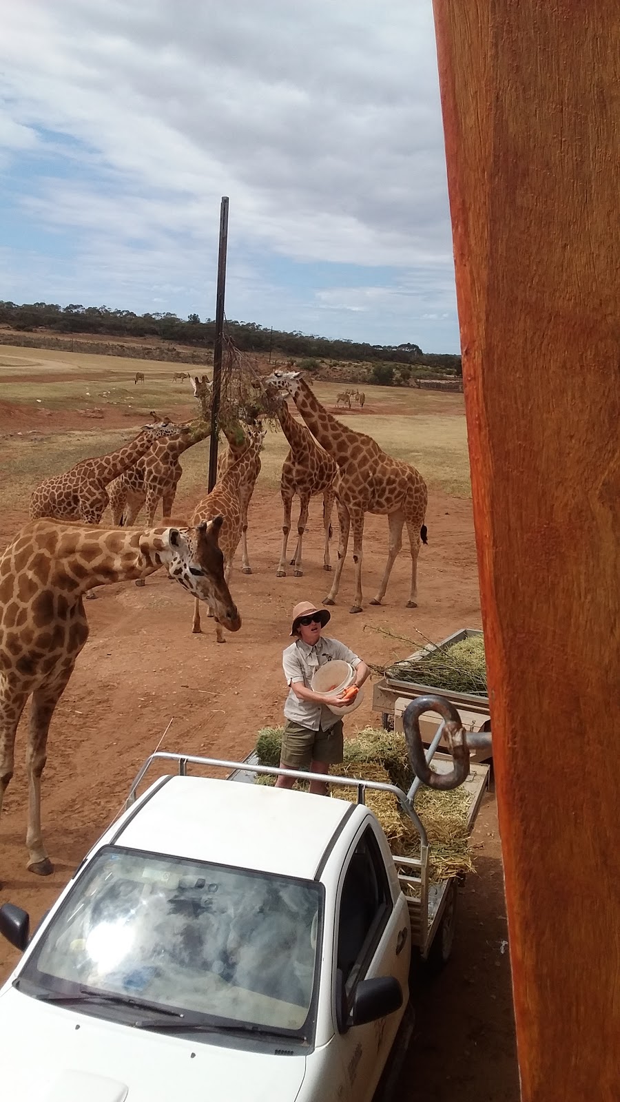 Giraffe lookout | zoo | Unnamed Road, Monarto SA 5254, Australia