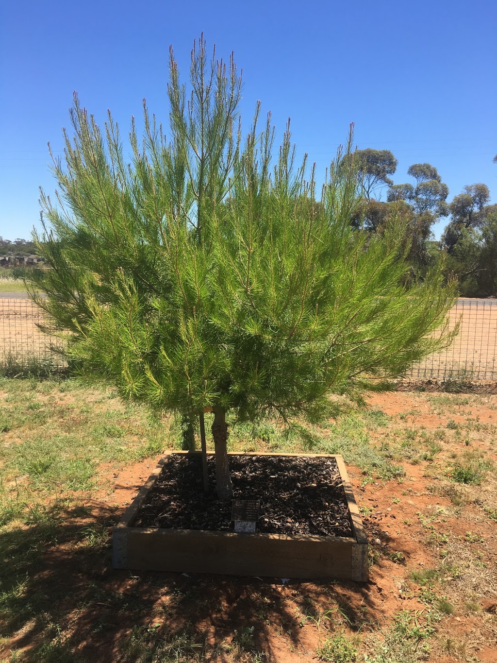 Red Cliffs Pioneer Cemetery | 161 Lowan Ave, Red Cliffs VIC 3496, Australia