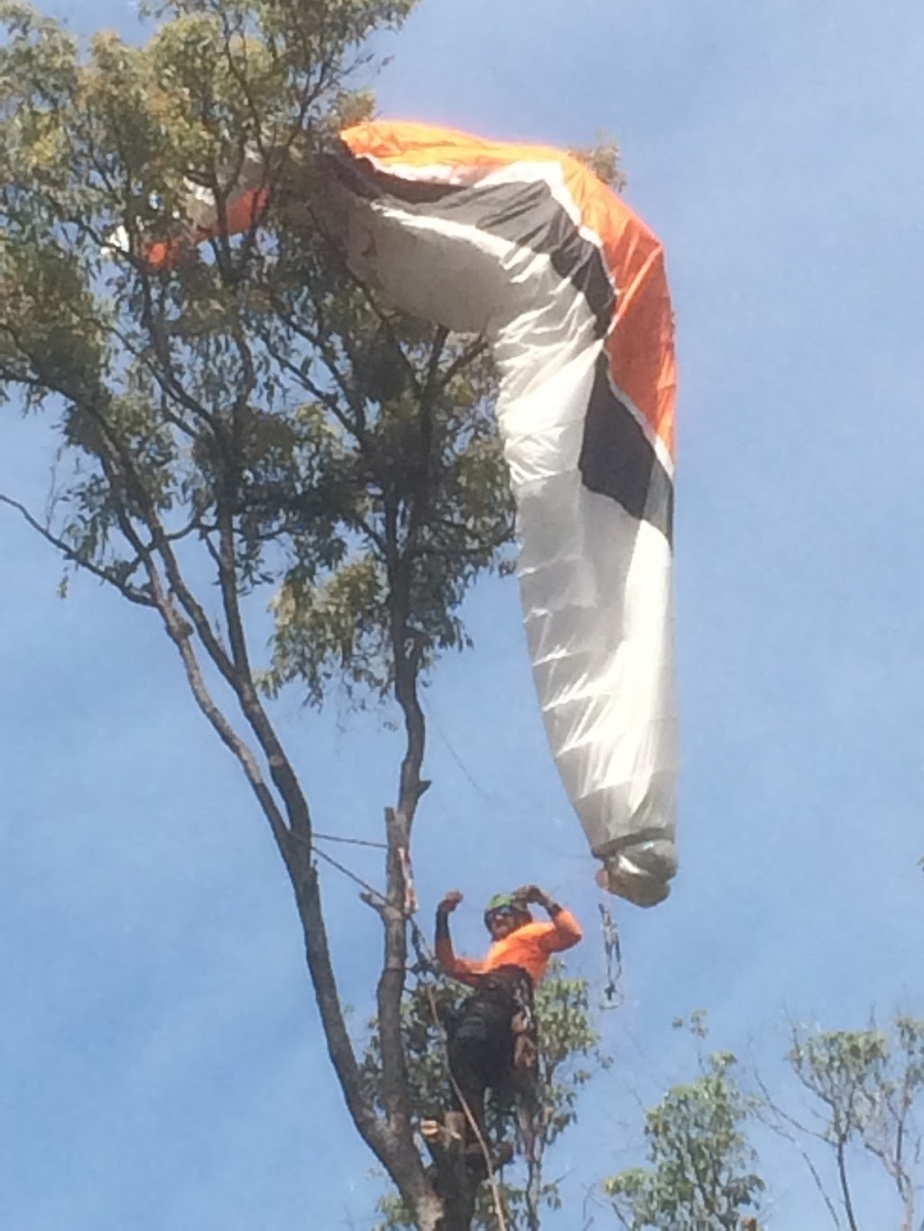 Treeline Tree Services | general contractor | 109 Wongawallan Dr, Wongawallan QLD 4210, Australia | 0417794228 OR +61 417 794 228