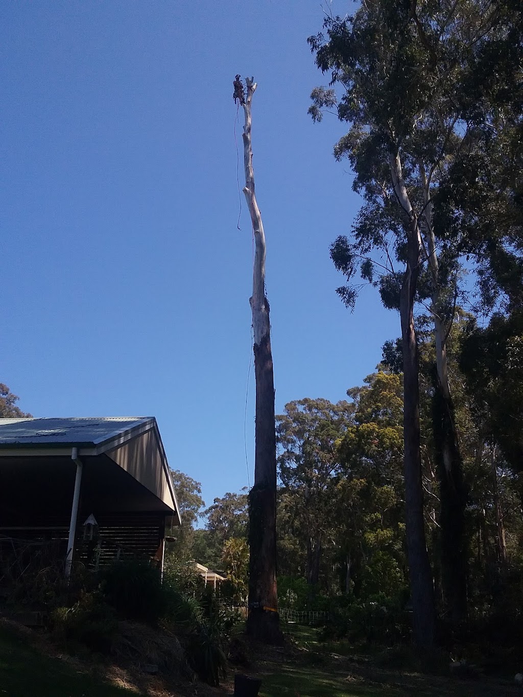 Brads Tree Lopping | Albert St, Swansea NSW 2281, Australia | Phone: 0415 244 840