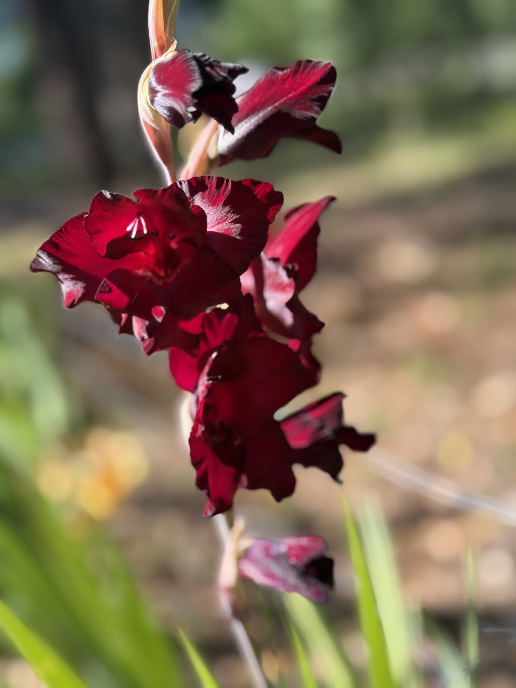 Celestial Gardens and Retreat | 10 Thonemans Rd, Hoddles Creek VIC 3139, Australia | Phone: 0411 885 568