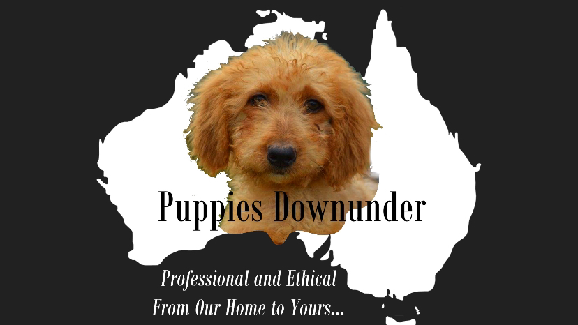 Puppies Downunder Australia |  | 340 Latrobe Rd, Maryvale VIC 3840, Australia | 0499912709 OR +61 499 912 709
