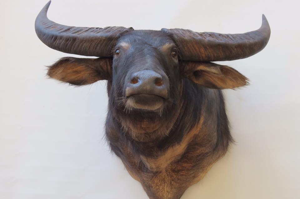 Modern Taxidermy - Taxidermy Supplies and Courses | 17 Castle Rd, Cabarlah QLD 4352, Australia | Phone: 0428 749 915