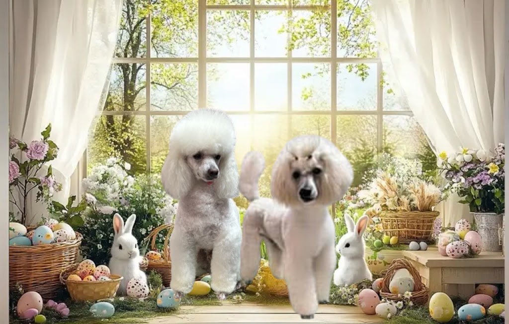 Dolly’s Dog Grooming Salon is located in Moruya | 1 Swan Ridge Pl, Moruya NSW 2537, Australia | Phone: 0429 497 059