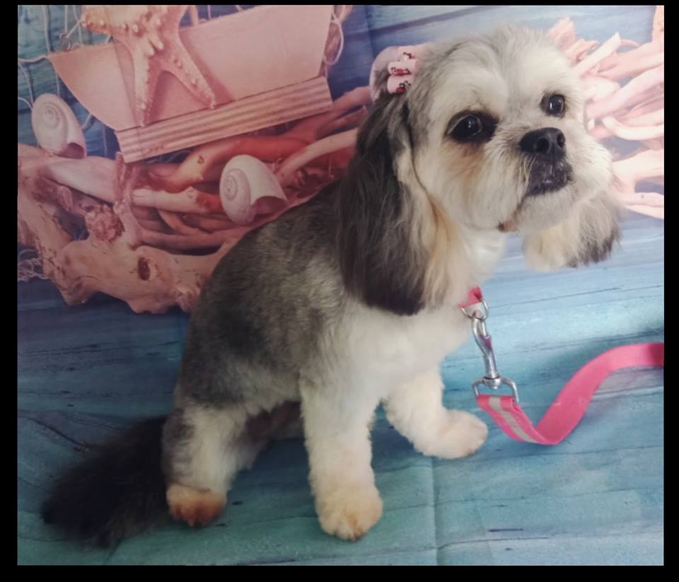 The Salty Dog Clipping and Grooming |  | 90 Handley Dr, Boyne Island QLD 4680, Australia | 0422515967 OR +61 422 515 967