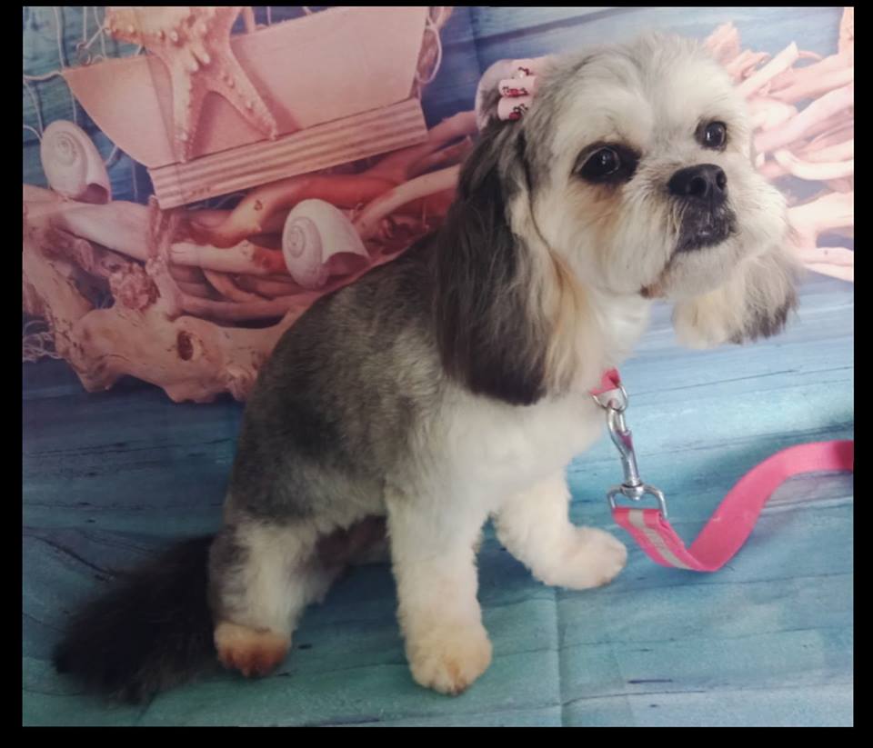 The Salty Dog Clipping and Grooming | 90 Handley Dr, Boyne Island QLD 4680, Australia | Phone: 0422 515 967