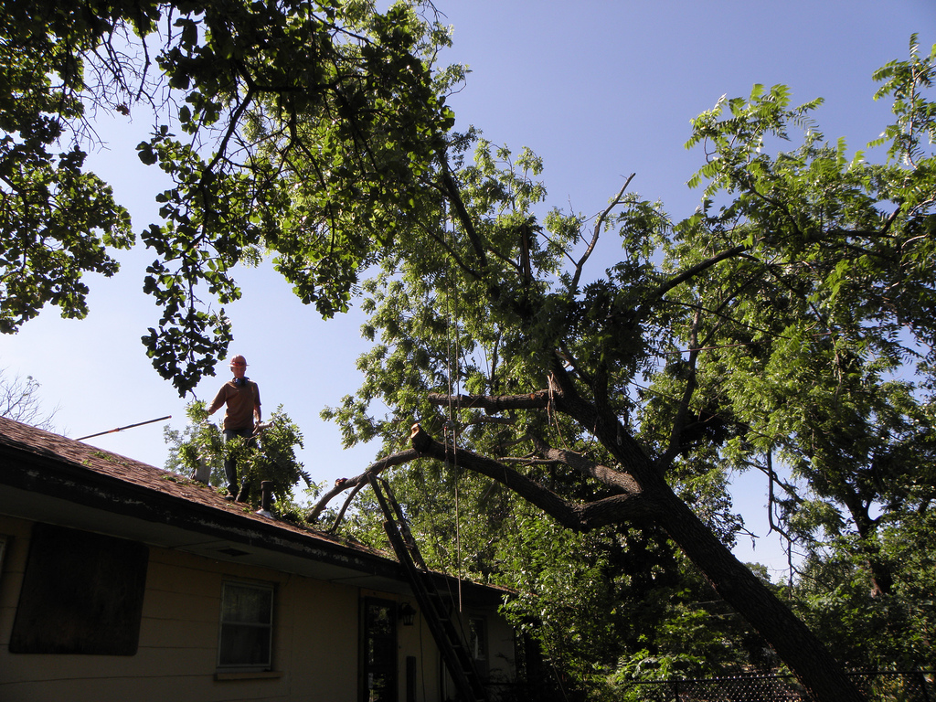 Caboolture Tree Removal North lakes |  | 3 Mason Ave, Kallangur QLD 4503, Australia | 0730640688 OR +61 7 3064 0688