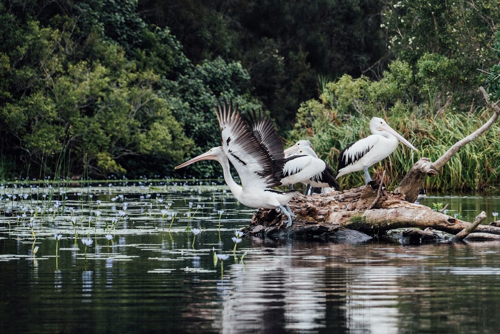 Everglades Eco Safaris | 204 Lake Flat Rd, Boreen Point QLD 4565, Australia | Phone: (07) 5485 3165