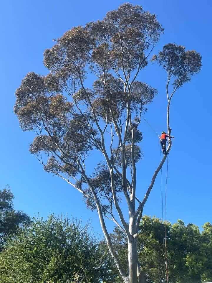 Robs Tree Service | 71 Boulton Cres, Tyers VIC 3844, Australia | Phone: 0419 519 454