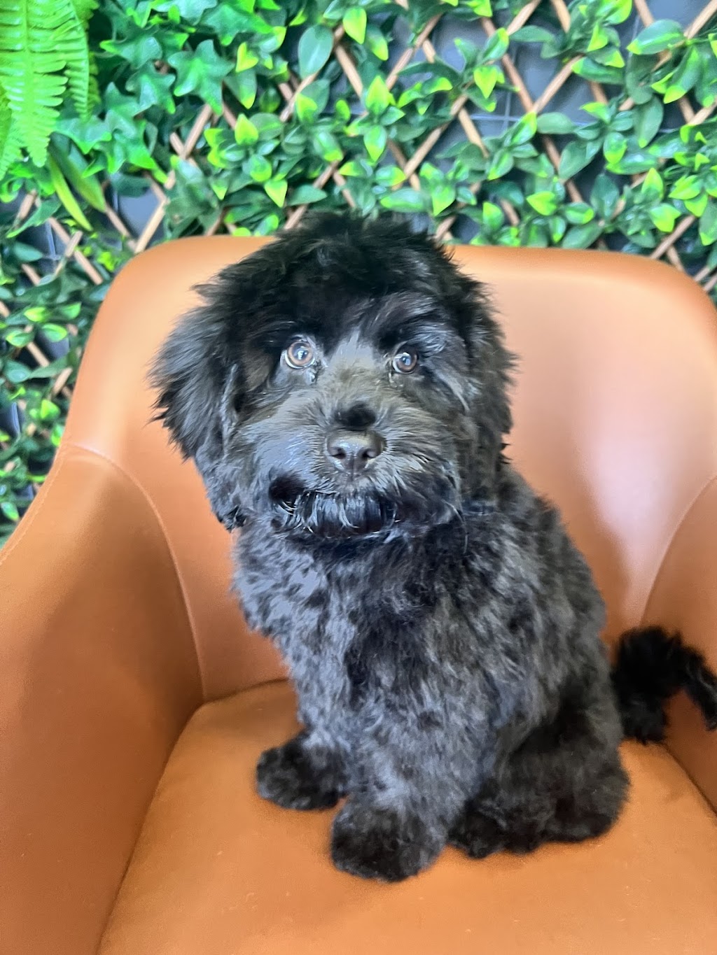 McKinnons Dogwash & Grooming | 32 Hoddle St, Robertson NSW 2577, Australia | Phone: 0434 892 844