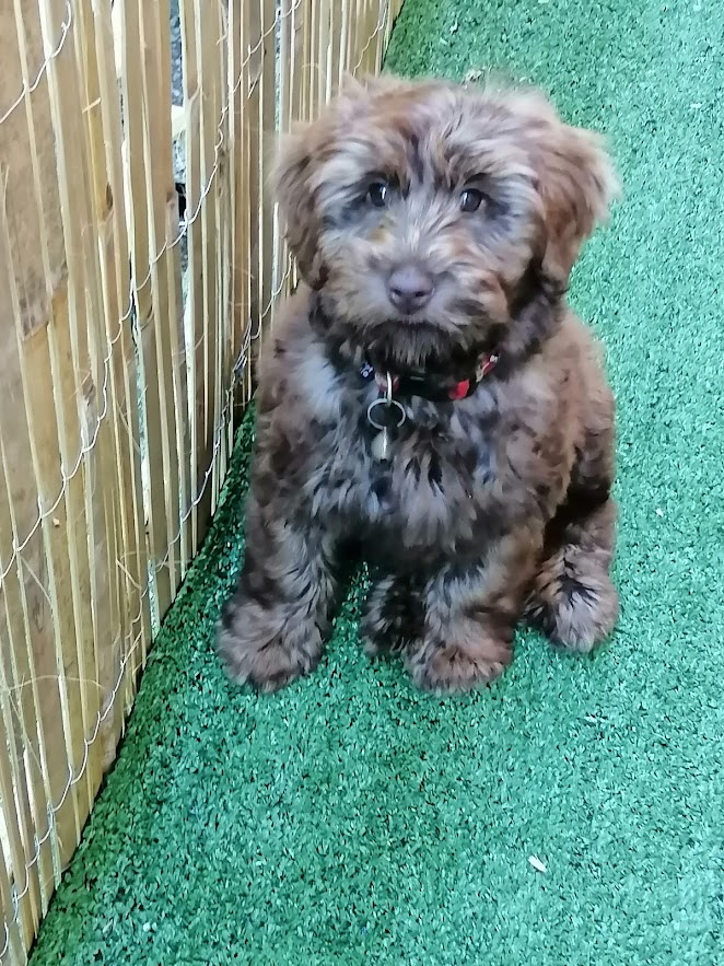 Tasmanian Labradoodles |  | 13121 Midland Hwy, Cleveland TAS 7211, Australia | 0363915778 OR +61 3 6391 5778